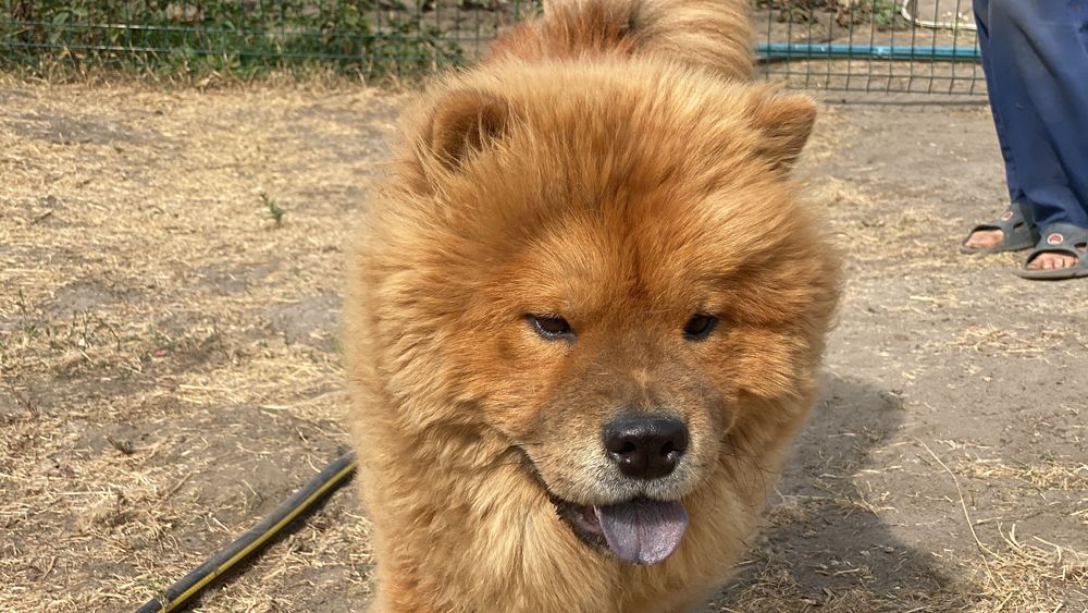 чау чау цуценята пропонує розплідник