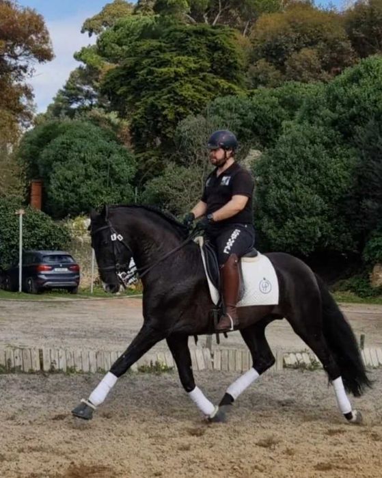 Cobrição - Garanhão PSL Aprovado
