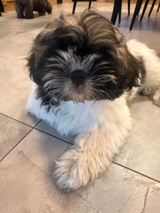 szczeniak shih tzu - Afrodyta