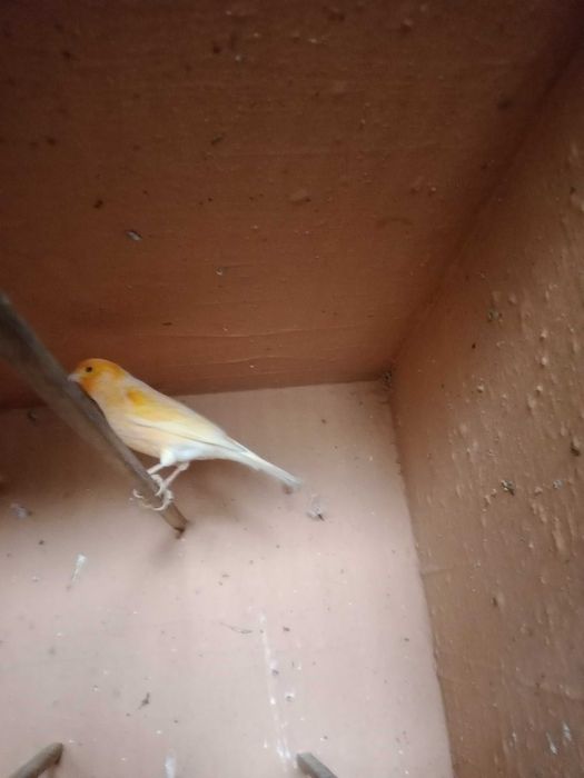 Casal canários Machos e Fêmea