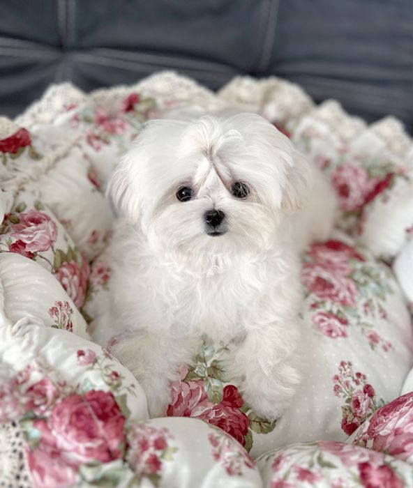 Замечательная кукольная малышка мальтезе мини крови Корея