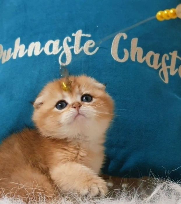 Золотий шотландський плюшовий висловушка