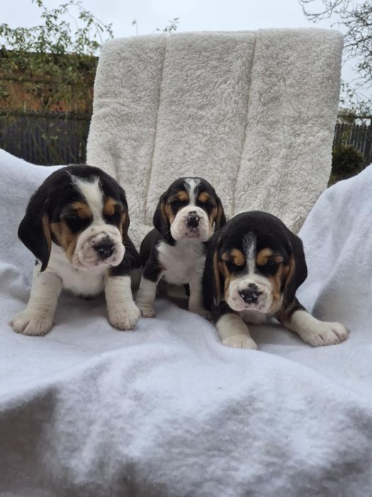 Szczeniak Beagle Z Rodowodem