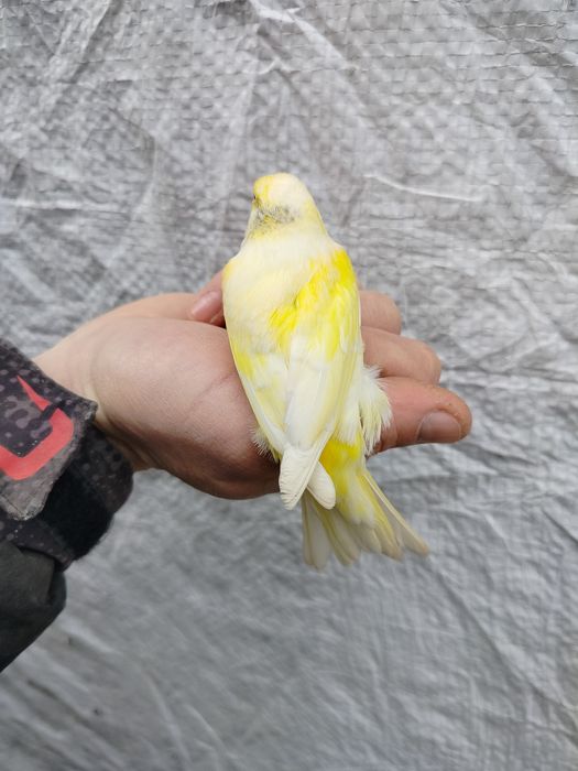 Kanarki 2025 młodzież