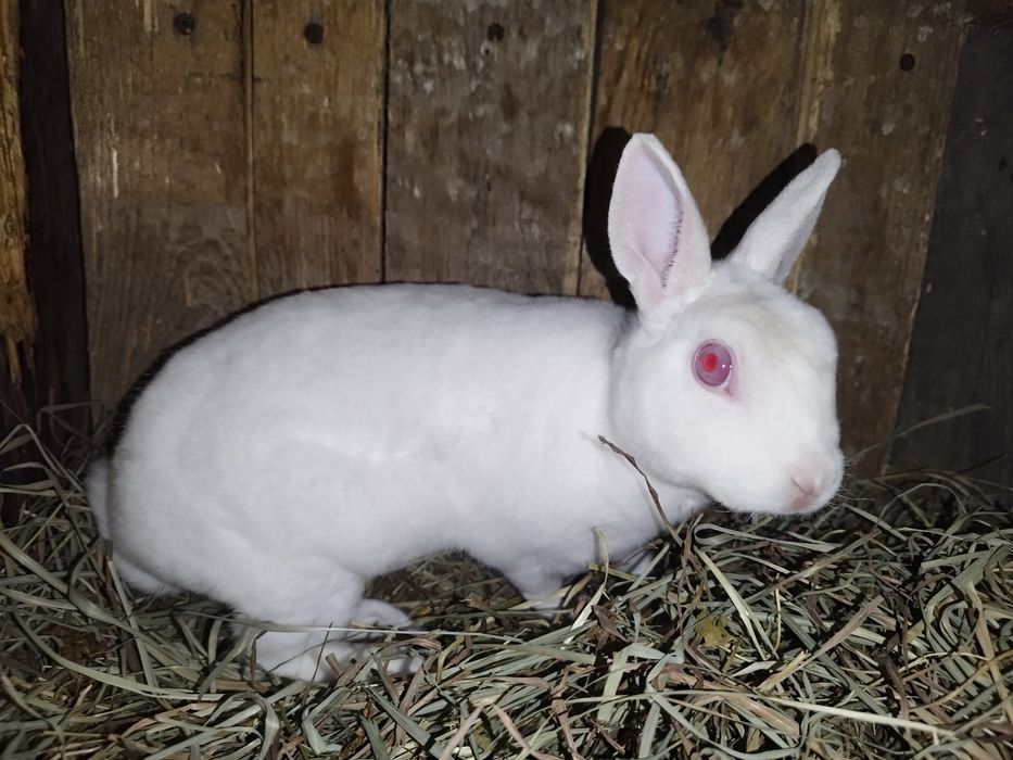 Królik miniaturka Rex Mini, królik karzełek, chłopiec