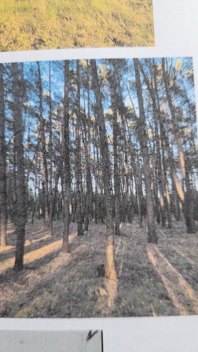 Nieruchomość leśna, las