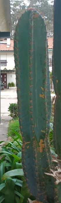 Cactos Cereus jamacaru