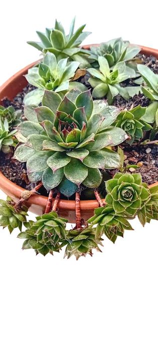 Suculenta em vaso de barro