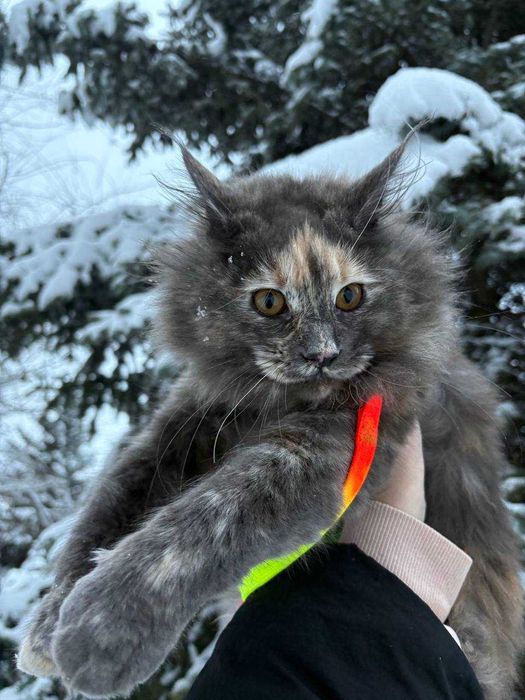 Остання з виводку Кішечка мейн кун Зі всіма документами та обробками