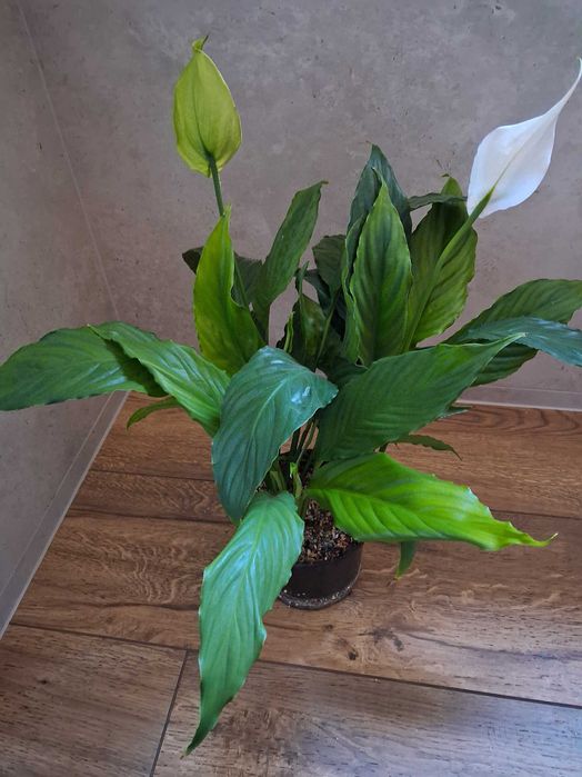 Skrzydłokwiat spathiphyllum