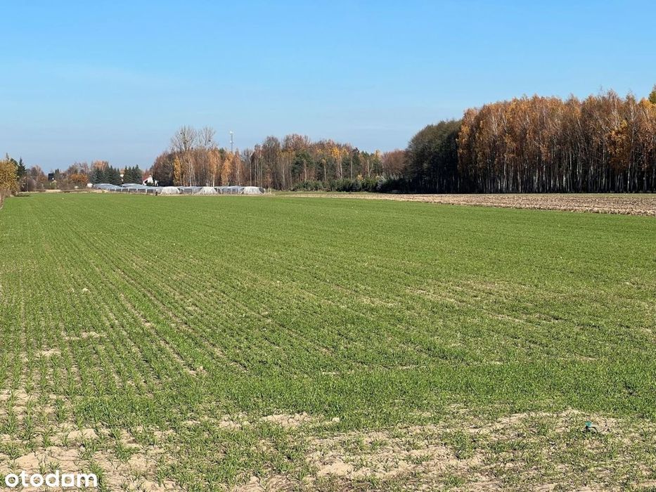 Działka 1450 M2- Wola Gutowska