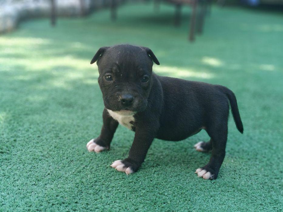 American bully standard z metryką