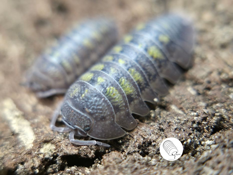 Isopody, prosionki Armadillidium Granulatum Lemon