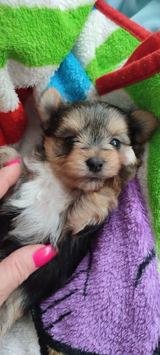 Yorkshire terrier piesek