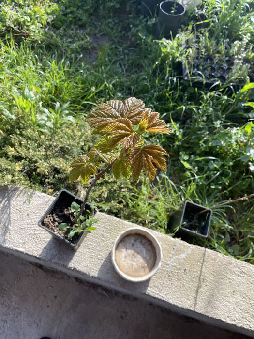 Árvores de jardim abeto, auracaria e Acer