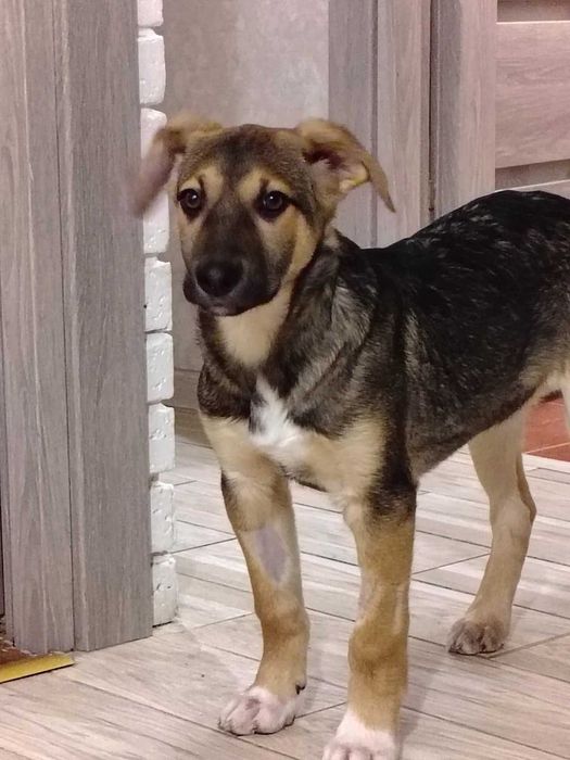 Щенок, возраст 4 месяца