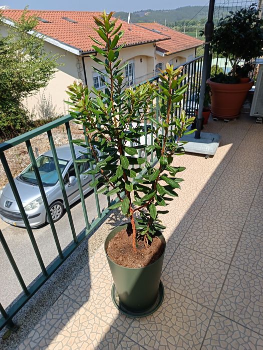 Vendo esta Planta de Jardim