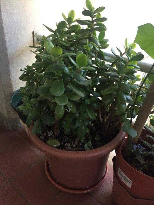 Novas plantas variadas