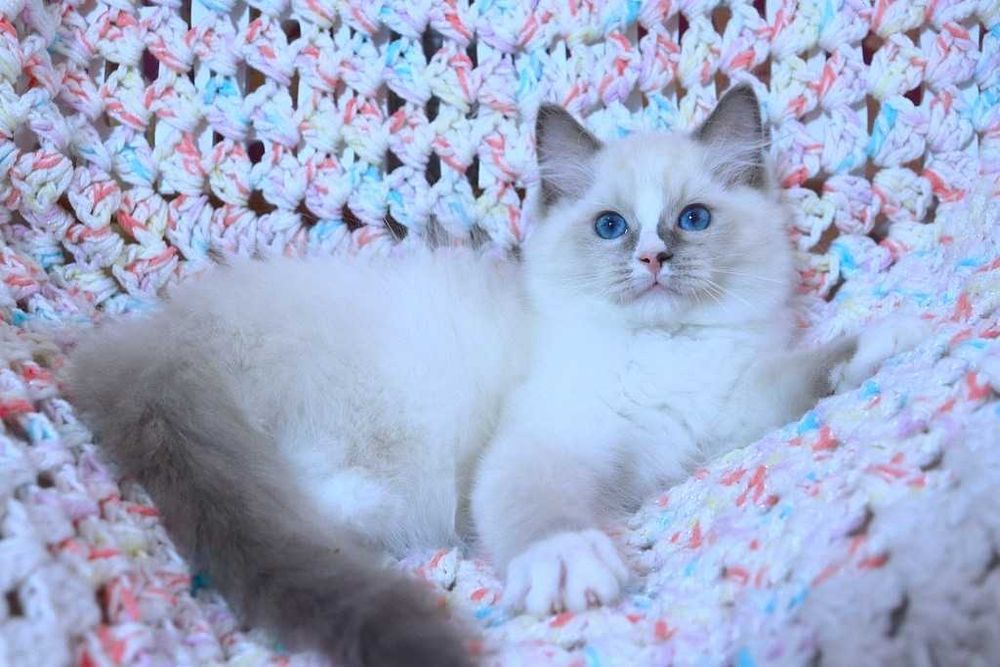 Очень милый и красивый котёночек Ragdoll//Регдолл в красивом окрасе