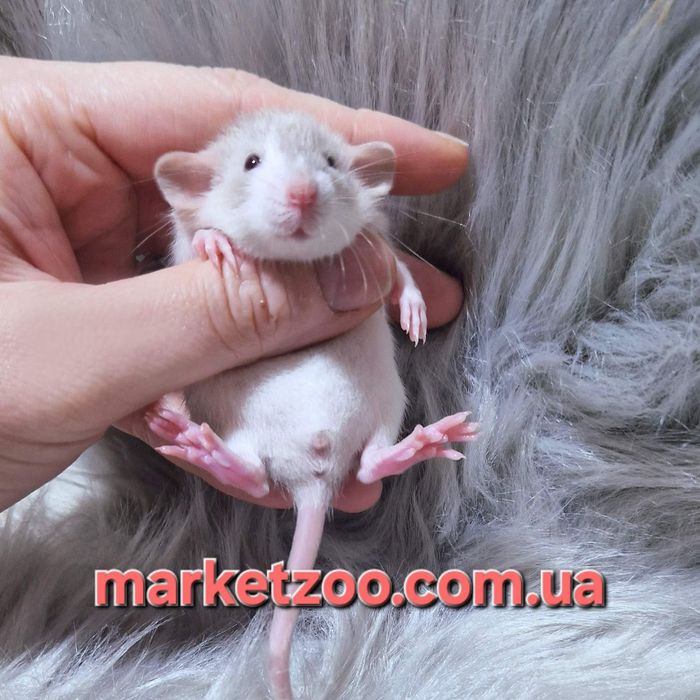 Шукаєте наймилішого домашнього улюбленця? Ось вона – ваша майбутня улю