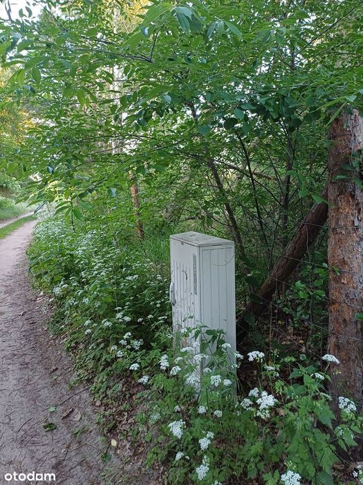 Działka 3000 m² Puszcza Notecka WZ ! Prąd. Las, jezioro, grzyby ! - Więcej