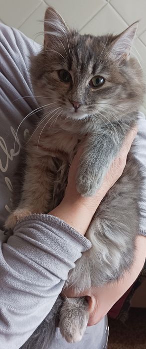 Кошенята в добрі руки