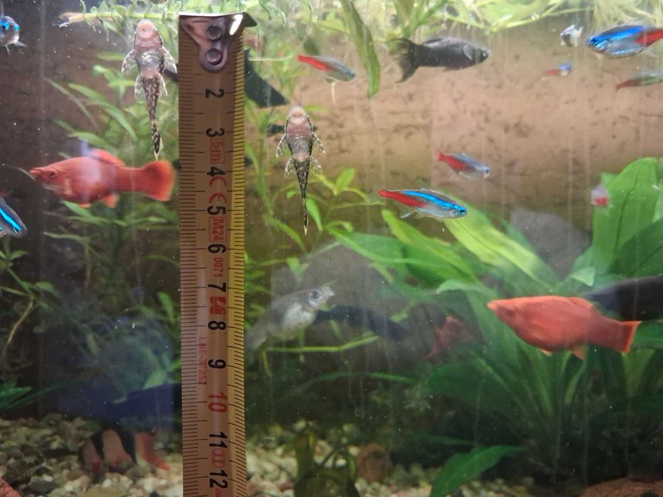 Sprzedam Ryby Glonojady