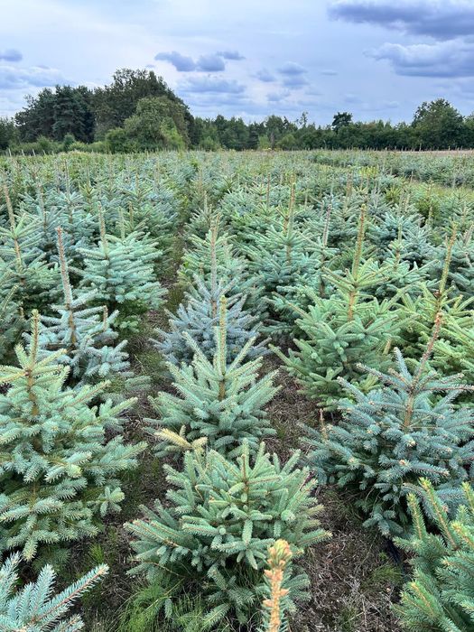 Świerk w doniczkach różne wysokość producent