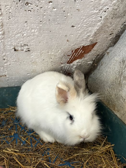 Casal de coelhos anoes