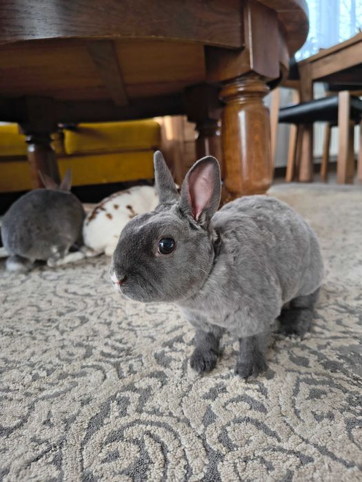 Królik miniaturka karzełek rex