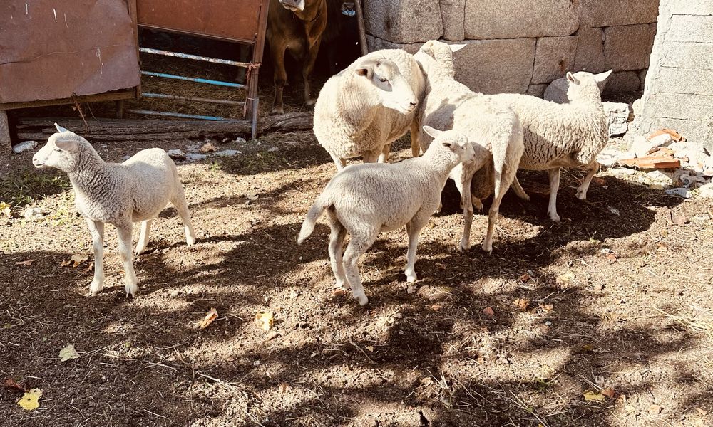 Borrega inra 401