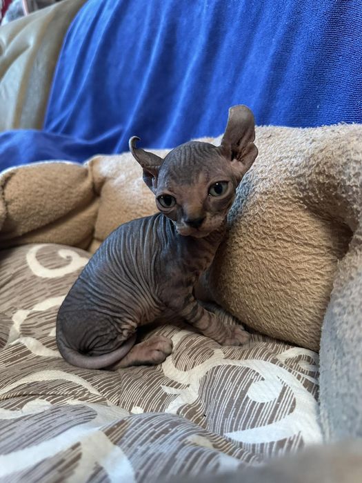 Казкові малюки -канадскі ельфінята