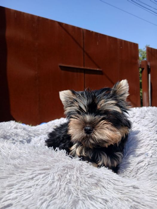 Курносые щенночки