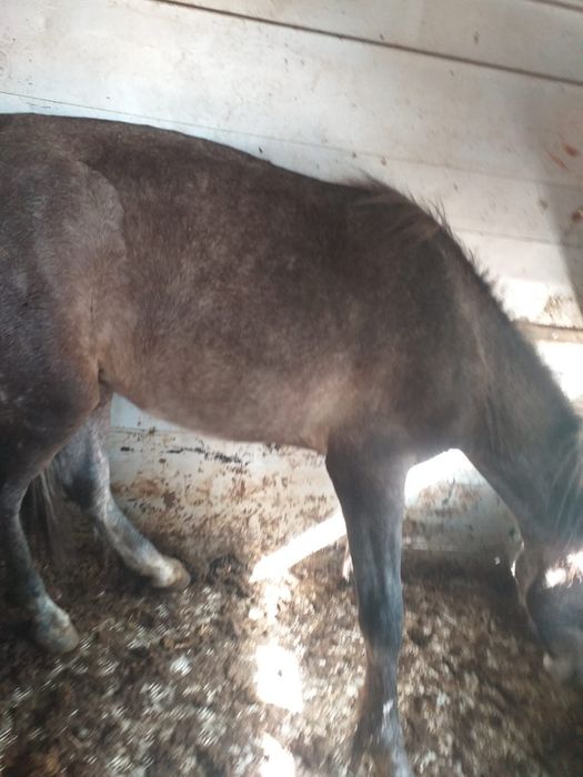 Cavalo  venda ou troca