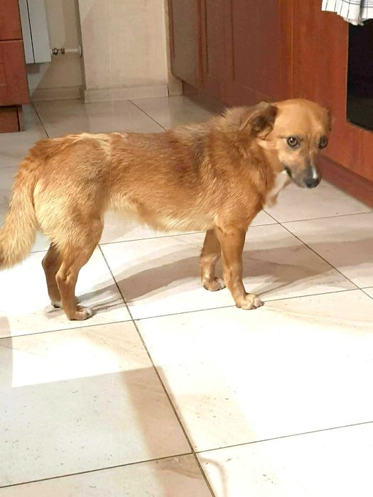 Cudna, kochana, malutka, przytulasna, bezdomna sunia szuka domku