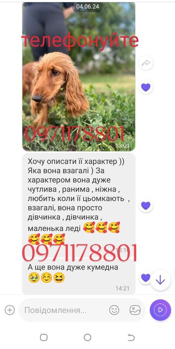 Англійська кокер-спанієль дівчинка, та кокер-хлопчики, промінчики