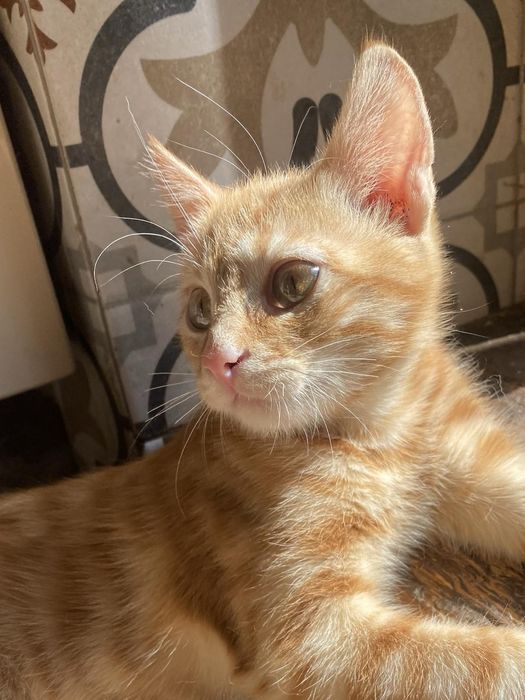 Мега ласкавий хлопчик з притулку