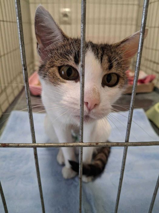 Zyzia- koteczka do adopcji