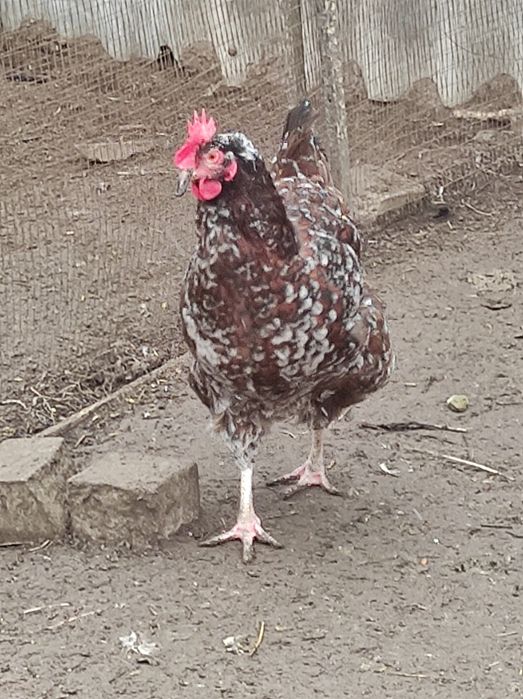 Кури лівенські ситцеві, яйце інкубаційне