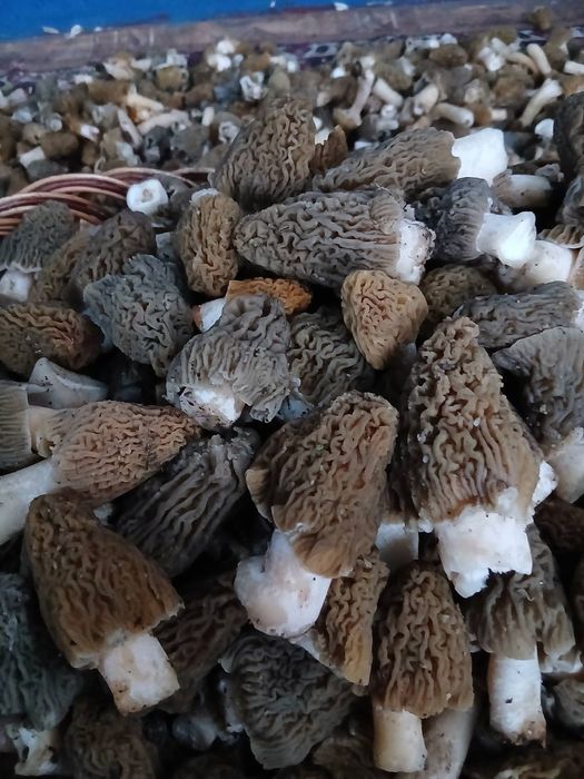 Продам гриби зморшки шапинка