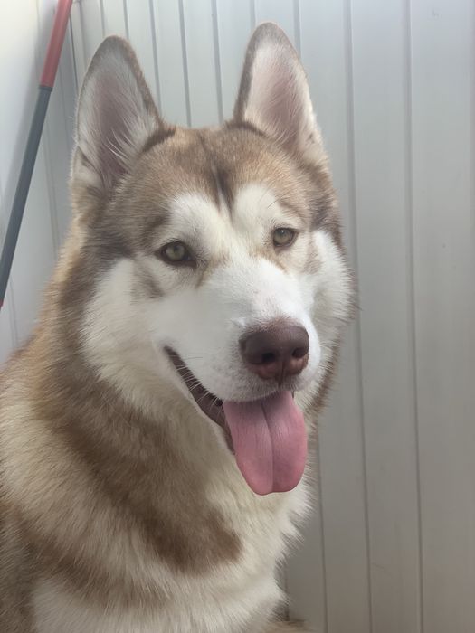 Чистокровний Хаски