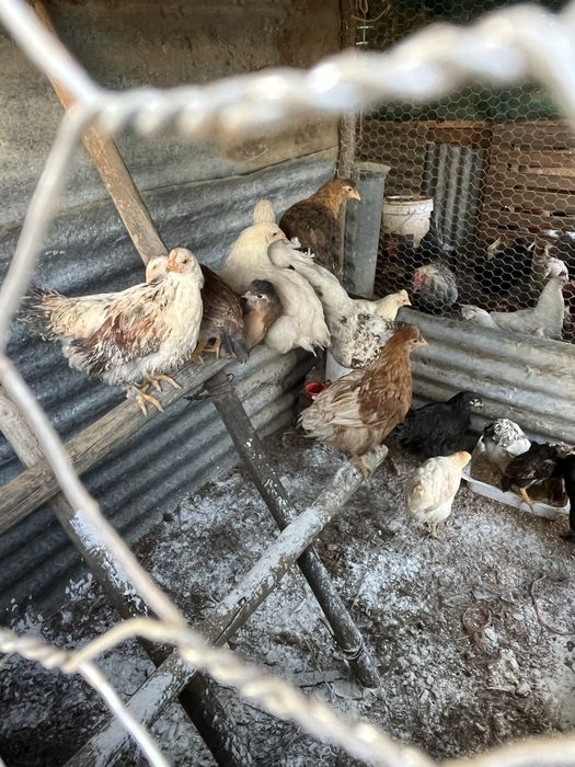 Ovos galandos de várias racas