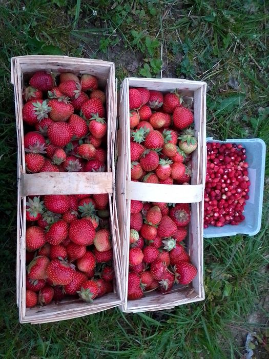 Truskawki/poziomki rozłogowe