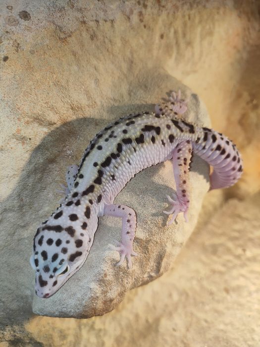 Młody samczyk gekona lamparciego