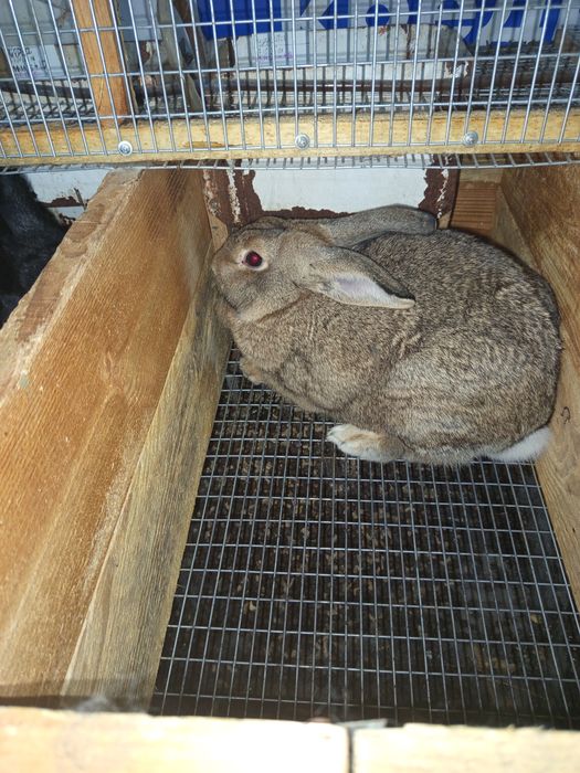 Пропоную вашій увазі кроликів середніх порід