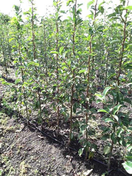 саджанцІ плодових дерев та кущів