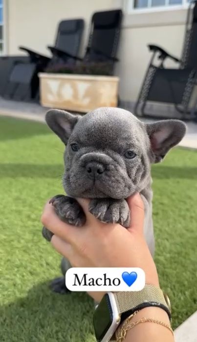 bulldog francês macho