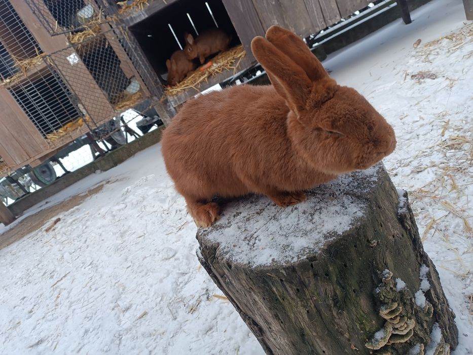 Króliki Nowozelandzkie Czerwone