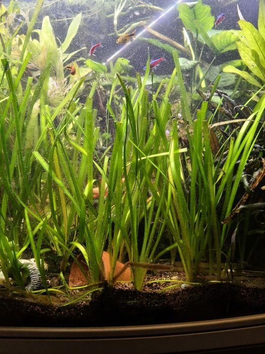 Vallisneria (planta das fitas)