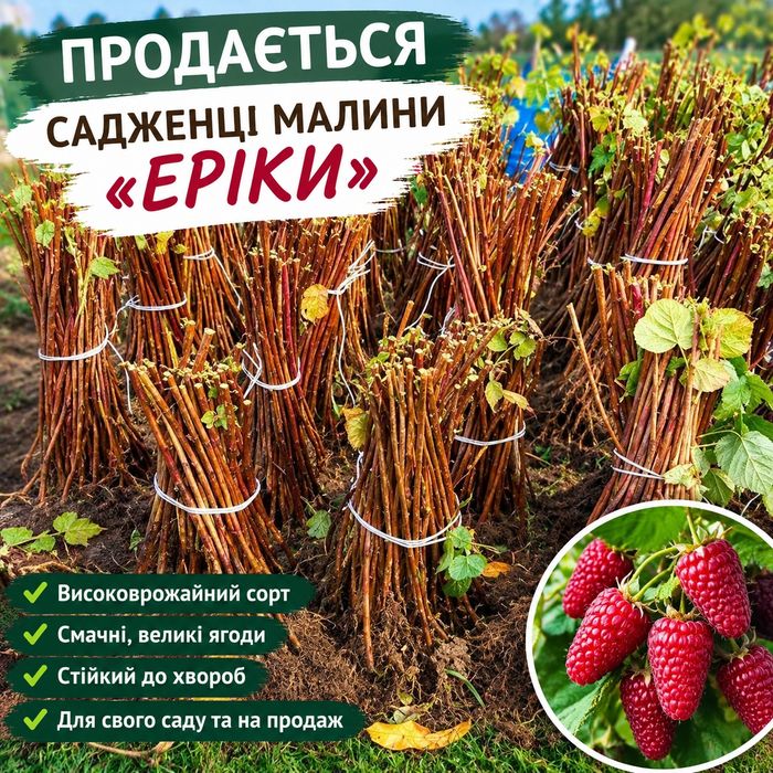 Садженці малини "еріка"